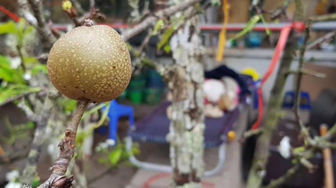Nhiều cành Lê rừng có quả, có giá cao hơn những cành bình thường.