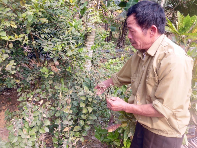 Ông Đặng ra vườn nhà chỉ cho phóng viên những lá thuốc dùng để cứu người khỏi độc rắn.