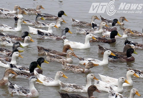 Trong tương lai gần, ông Vươn sẽ đăng ký thương hiệu "Vịt biển sạch Đoàn Văn Vươn" - Ảnh MK.
