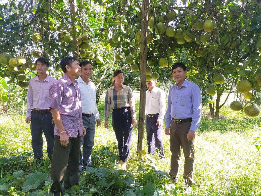 Sản phẩm OCOP Bưởi Quy Mông được đưa lên sàn giao dịch thương mại điện tử.