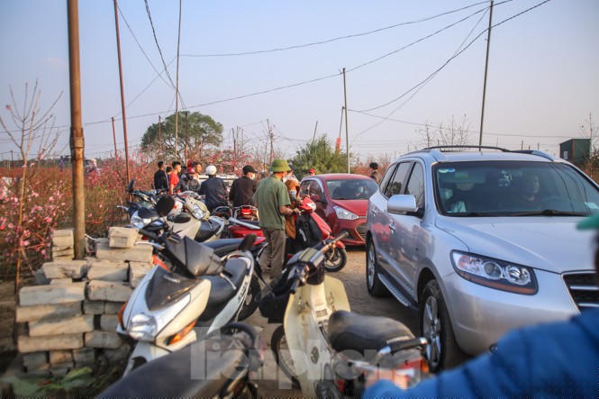 Đào bung nở, làng Nhật Tân nghẽn lối vào ngày cận Tết - ảnh 8