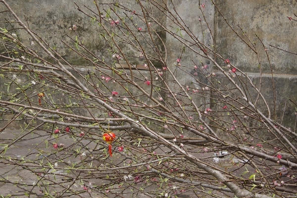 H&agrave; Nội: Sau tết, x&aacute;c hoa đ&agrave;o ngập phố