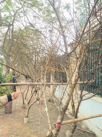 Trao đổi với một người đang mua đào, anh Nguyễn Quân cho biết: Năm nào mình cũng mua đào rừng vì nó phù hợp với túi tiền lại dễ chăm, không quá cầu kì mà nở nhiều lần trong tháng giêng, chỉ cần mua thêm một ít B1 là chơi cả tháng.
