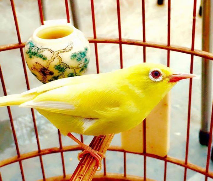 Hoàng khuyên mắt đỏ trị giá hơn 10.000 USD. Đây là chú chim được ông "vua chim màu Việt Nam" yêu thích nhất và cất công anh mang về từ đất nước Indonesia.