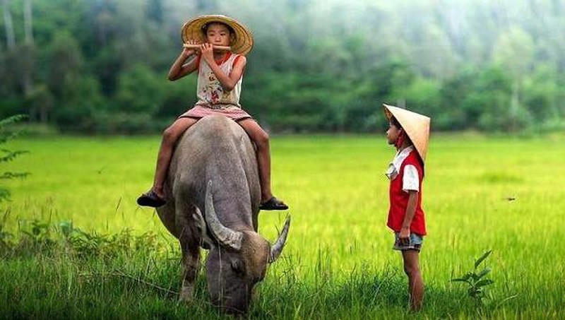 Kể từ thuở Vua Hùng dựng nước, người nông dân biết dựng làng dựng ấp và cấy trồng lúa nước, con trâu đã đến với nhà nông và trở thành người bạn thân thiết lâu dài của nhà nông.