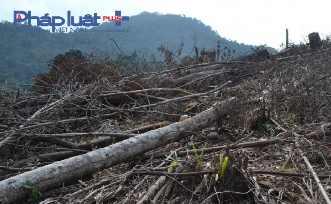 Việc quản lý đất rừng còn lỏng lẻo, khi người dân tranh thủ phát thực bì cũng chặt luôn nhiều cây có đường kính trên 20 cm, dù đã được cơ quan chức năng nhắc nhở, khuyến cáo trước khi nhận đất rừng. Hệ quả, rừng đầu nguồn phòng hộ, chưa từng bị con người tác động đã bị triệt phá.
