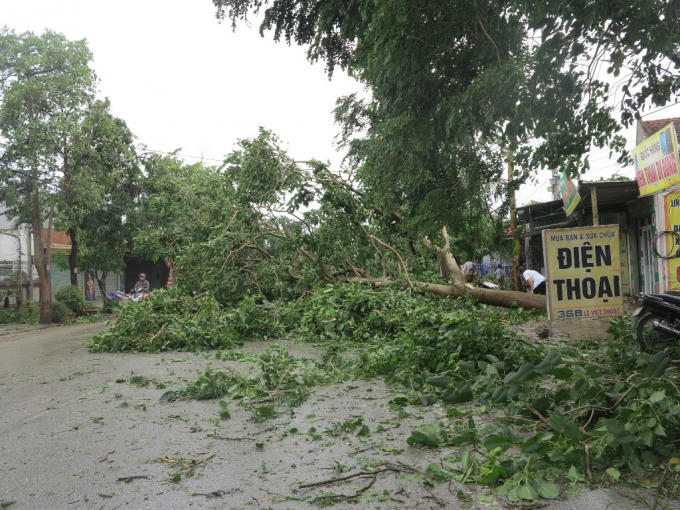 Hàng ngàn cây xanh bị quật đổ do gió giật mạnh từ cơn bão số 2.