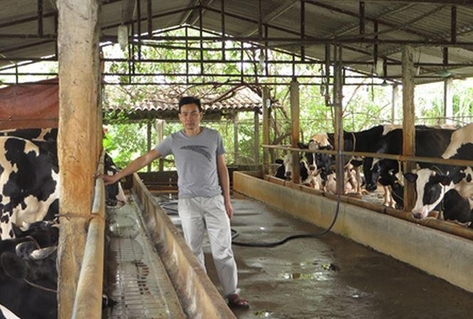 Đàn bò sữa của ông Bình.