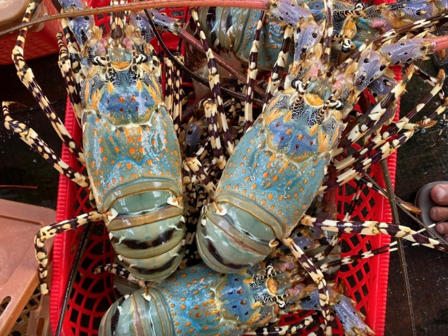 Giá xuất khẩu tôm Việt Nam tăng trưởng mạnh mẽ tại trường Mỹ và Trung Quốc. (Ảnh minh hoạ).