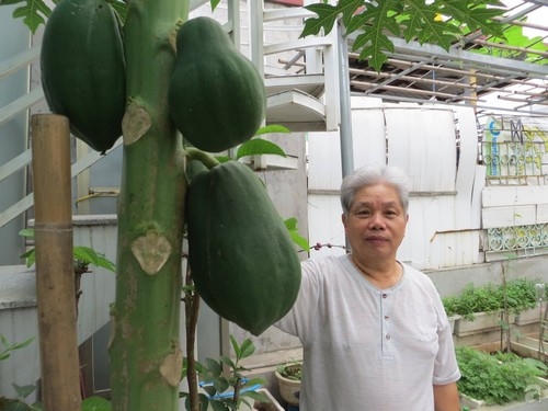 Chú Huynh tự hào vì với khu vườn xanh, hoa trái trĩu cành của mình.