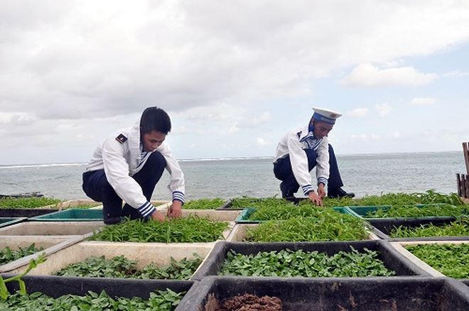 Chiến sĩ đảo chìm Đá Thị chăm sóc vườn rau xanh. Ảnh: Quốc Việt