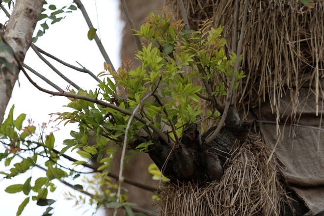 Trên những gốc cây lâu năm, lá non màu xanh rung rinh trong tiết trời xuân.