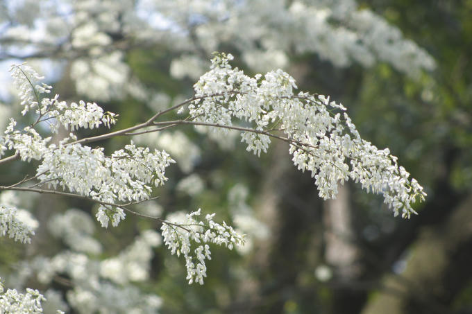 Những chùm hoa sưa xiêu xiêu trong gió.