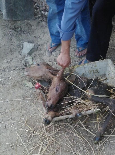 Con bê bị dị dạng 2 đầu