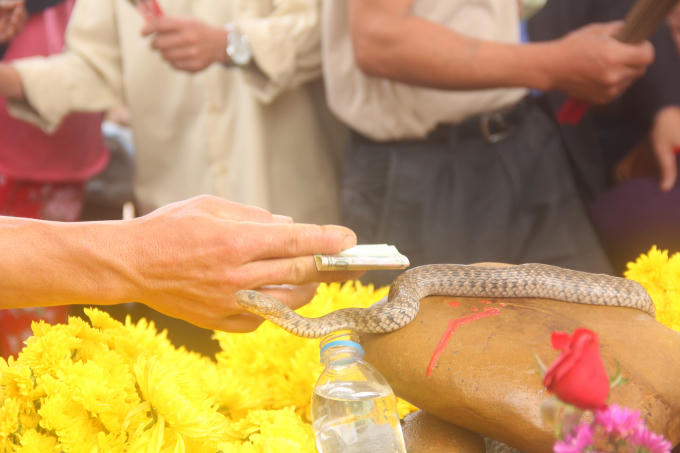 Người dân quẹt tiền vào người rắn để lấy "hên".