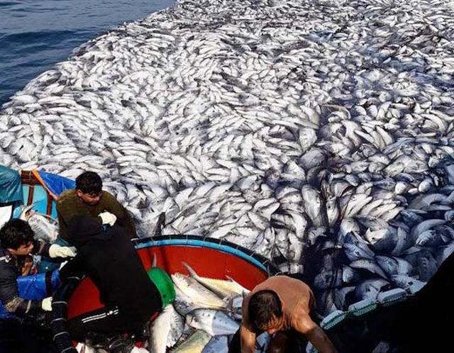Mất hơn 2 ngày người dân mới thu hoạch xong mẻ cá lớn.
