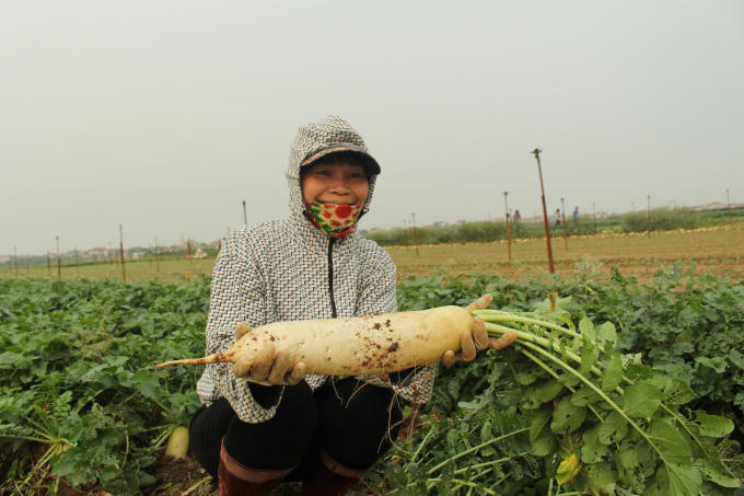 Những củ cải dáng trụ, to tròn, có những củ cải nặng 5kg