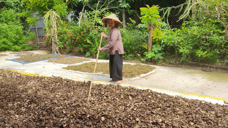 Bà Dồi bên sân dược liệu phục vụ cho việc cứu chữa bệnh nhân nghèo.