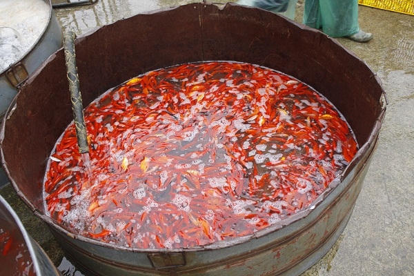 Ảnh: Như Trường.