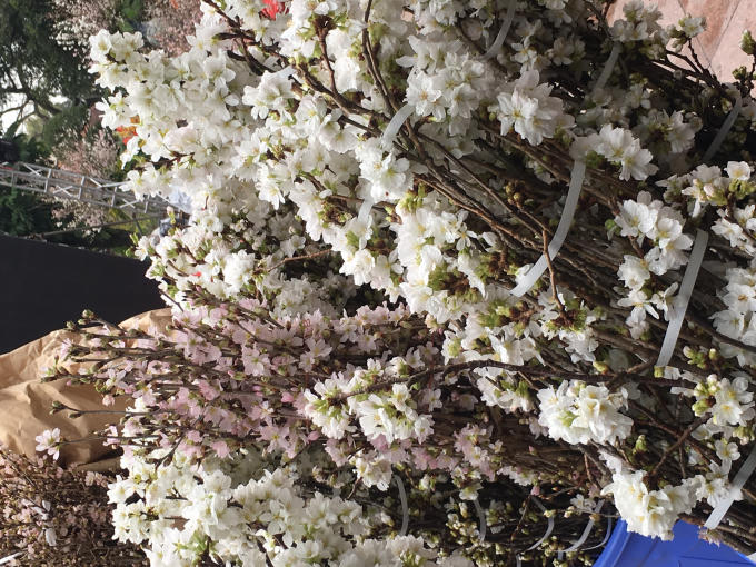 Rực rỡ sắc hoa anh đào tại Hà Nội