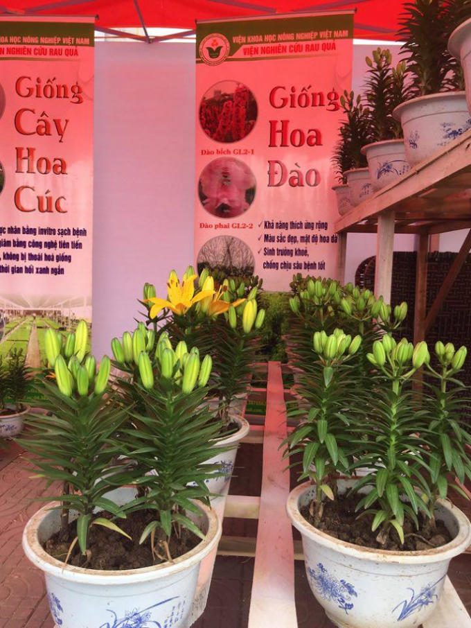 Một trong những gian h&agrave;ng giới thiệu hoa Ly giống.
