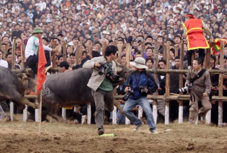 Cảnh khiến giới phóng viên ảnh nhớ mãi rồi "cạch đến già" năm 2009 là một pha trâu hung tợn chạy sát bờ rào lao về phía các tay máy. Nhiều người chạy tán loạn bởi khi trâu đang hung hăng nó có thể húc bất cứ ai.