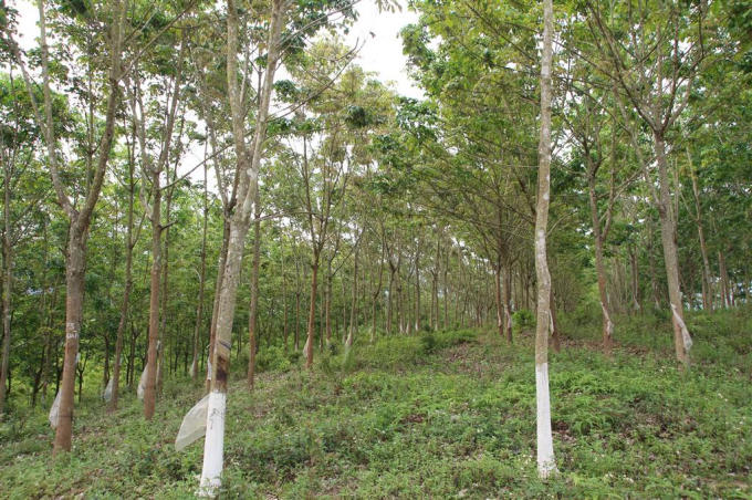 Nhiều người dân tại Sơn La không còn mặn mà với cây cao su vì đã trồng một thập kỷ mà không hiệu quả.