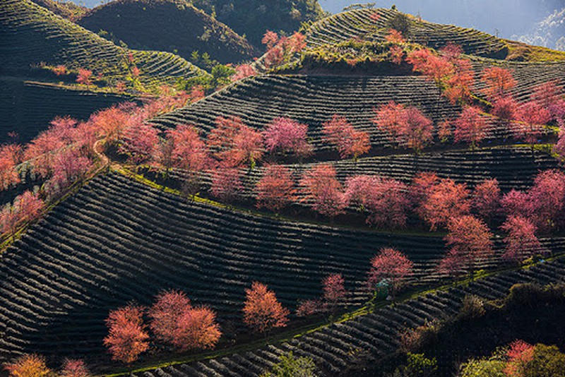 Cảnh sắc thiên nhiên Tây Bắc tuyệt đẹp, hào phóng và trữ tình.  
