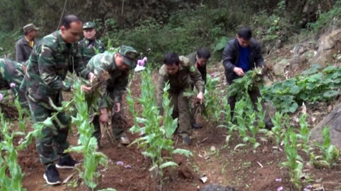 Lực lượng chức năng phá nhổ cây thuốc phiện trồng trái phép.