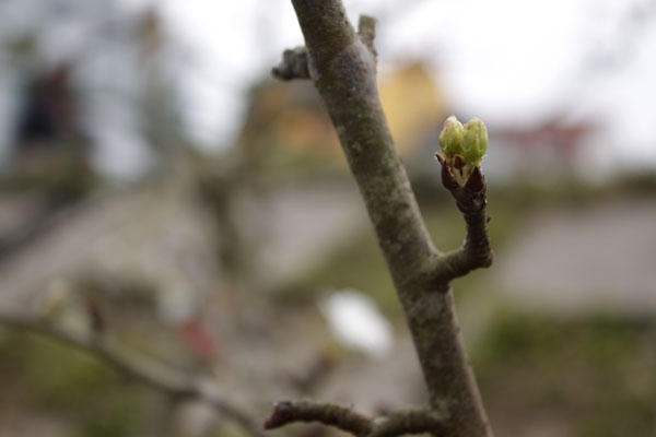 Những nụ hoa lê đang e ấp bung nở. Ảnh: Như Trường.