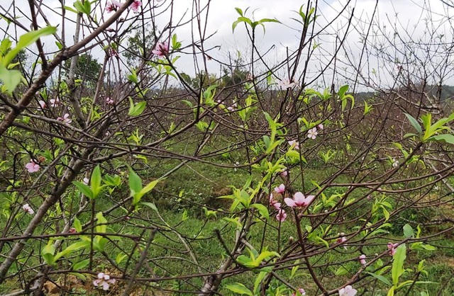 Vựa đào Xuân Du đã vào mùa thu hoạch.