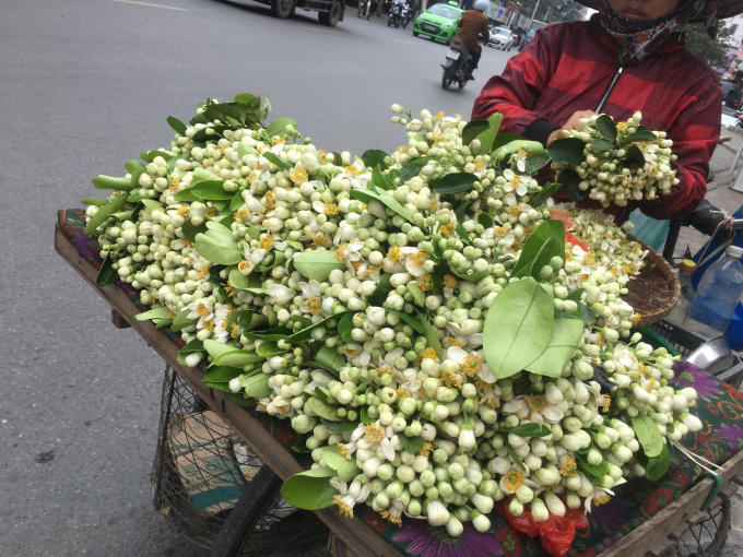 Vẻ đẹp tinh kh&ocirc;i hoa bưởi tr&ecirc;n đường phố H&agrave; Nội