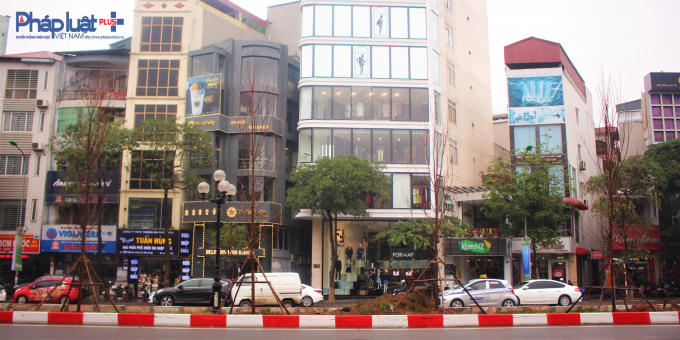 Khoảng cách giữa các cây là 3 - 4m.