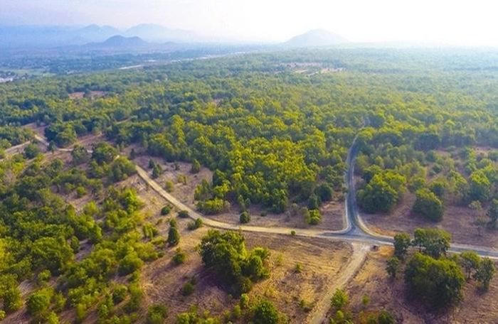 Một góc tại dự án rừng dầu Hồng Liêm ở huyện Hàm Thuận Bắc, tỉnh Bình Thuận
