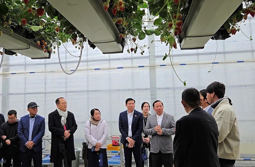 Khảo sát mô hình nông nghiệp ứng dụng công nghệ cao tại Ibaraki