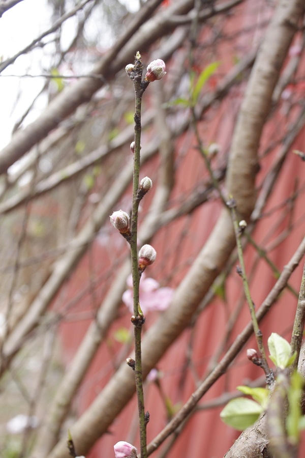 Ảnh: Như Trường