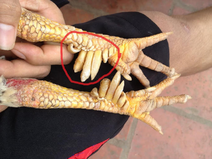 Gà chín cựa đặc sản vùng núi Tấn Sơn Phú Thọ. (Ảnh: internet)