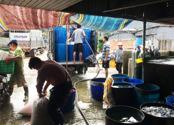 Bến cá ở làng cá bè La Ngà nhộn nhịp khi thương lái vào lấy cá đem đi tiêu thụ.