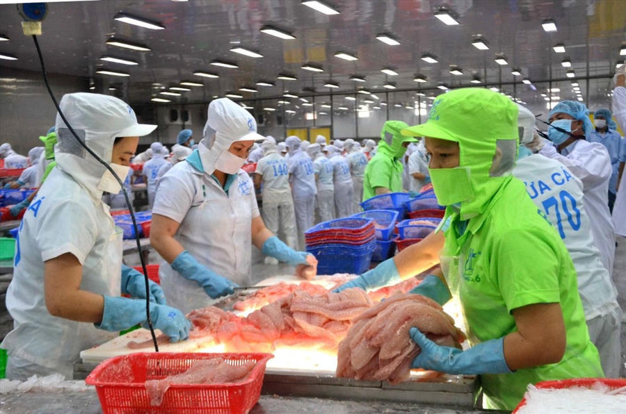 Kim ngạch xuất khẩu cá tra 10 tháng đầu năm 2025 sang khối thị trường CPTPP đạt 305 triệu USD, tăng 36% so với cùng kỳ và chiếm 17% tổng kim ngạch xuất khẩu cá tra. (Ảnh minh họa: Bộ Công thương)