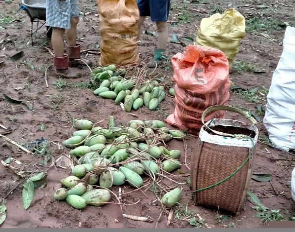 moc chau: xay ra mua da kem dong loc gay thiet hai 12 ty dong hinh anh 10