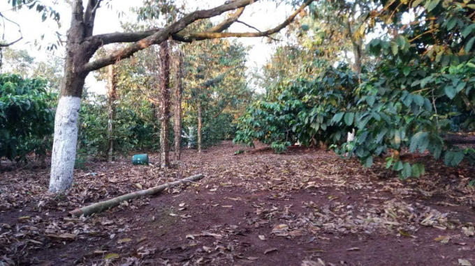 Lá bị cháy và rụng khắp vườn.