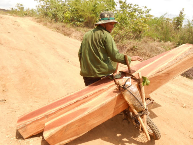 Gỗ tự nhiên được chặt hạ từ rừng của Công ty lâm nghiệp Ya Lốp - Đắk Lắk.