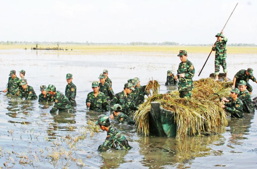 Bộ đội Biên phòng giúp dân thu hoạch lúa chạy lũ