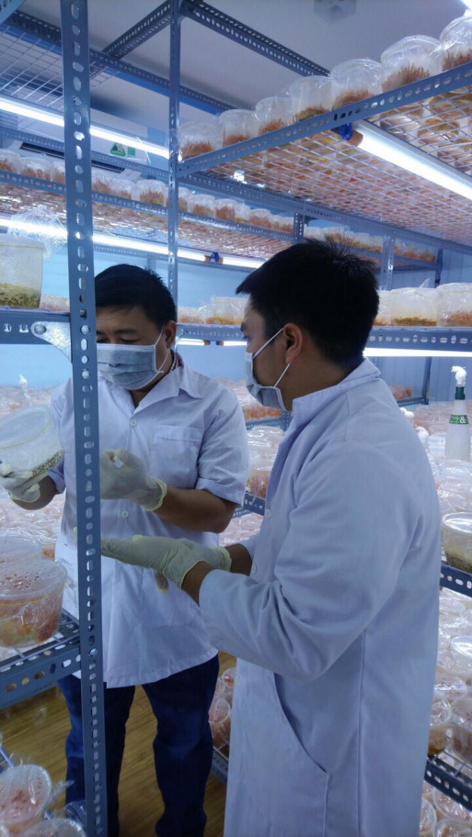 Đông trùng hạ thảo được nuôi cấy trong môi trường nhân tạo.