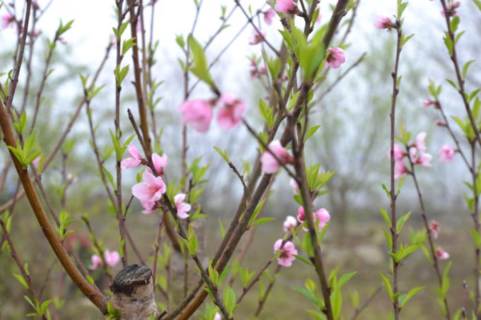 Lác đác những cánh hoa Đào còn xót lại trên cây.