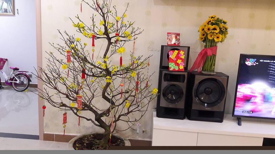 Ngày Tết phương Nam nhà nhà đều trang trí mai vàng.