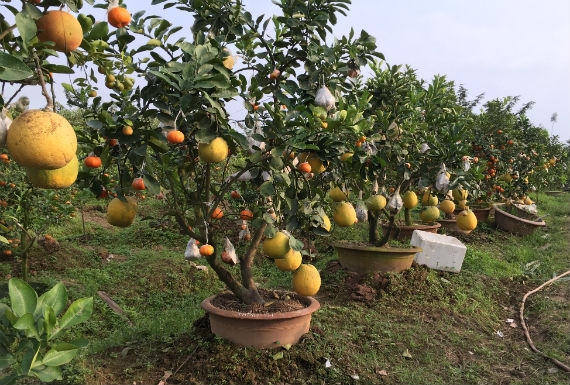 Loại cây "thập toàn thập mỹ" với 10 loại quả trên một thân cây có giá trị nghệ thuật cao