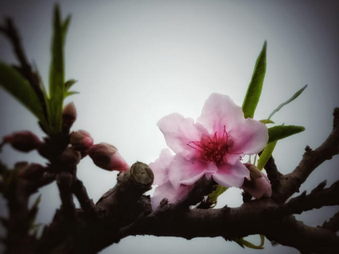 Giống Thất thốn 5 cánh đơn cánh hoa mềm-trong-sáng-tươi. Những bông đẹp mỹ mãn nhất, thắm nhất chỉ có ở những cây thật già tầm 10 năm tuổi trở lên và độ đẹp đạt đỉnh thường ở tầm cây 30-40 năm tuổi. (Ảnh: CTV/Vietnam+)