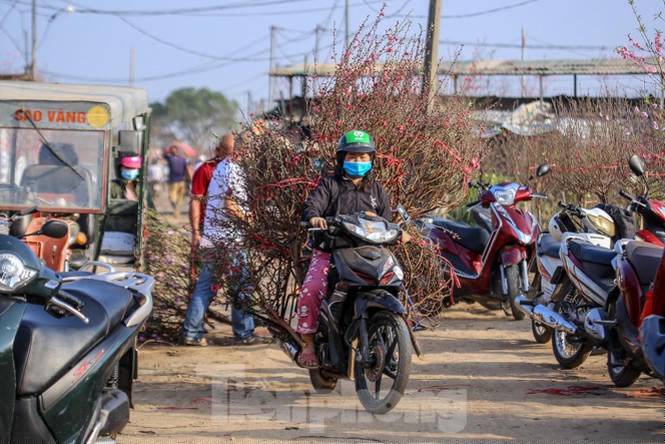 Đào bung nở, làng Nhật Tân nghẽn lối vào ngày cận Tết - ảnh 5
