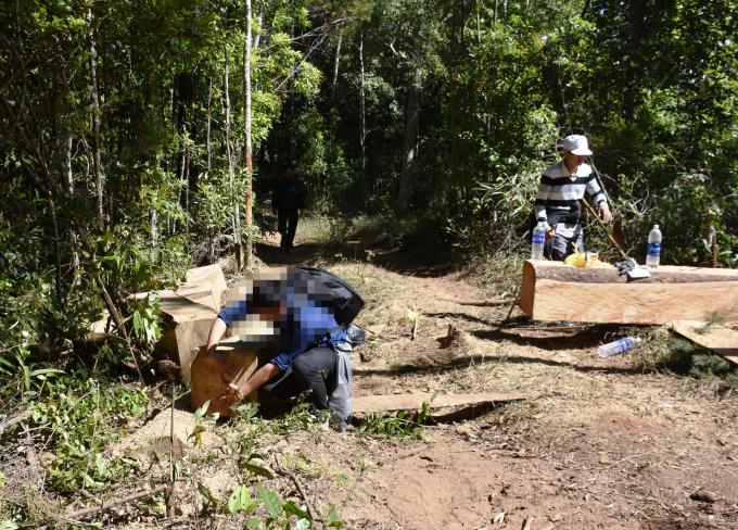 Nhiều cây gỗ có tuổi đời cả 100 tuổi bị lâm tặc đốn hạ.